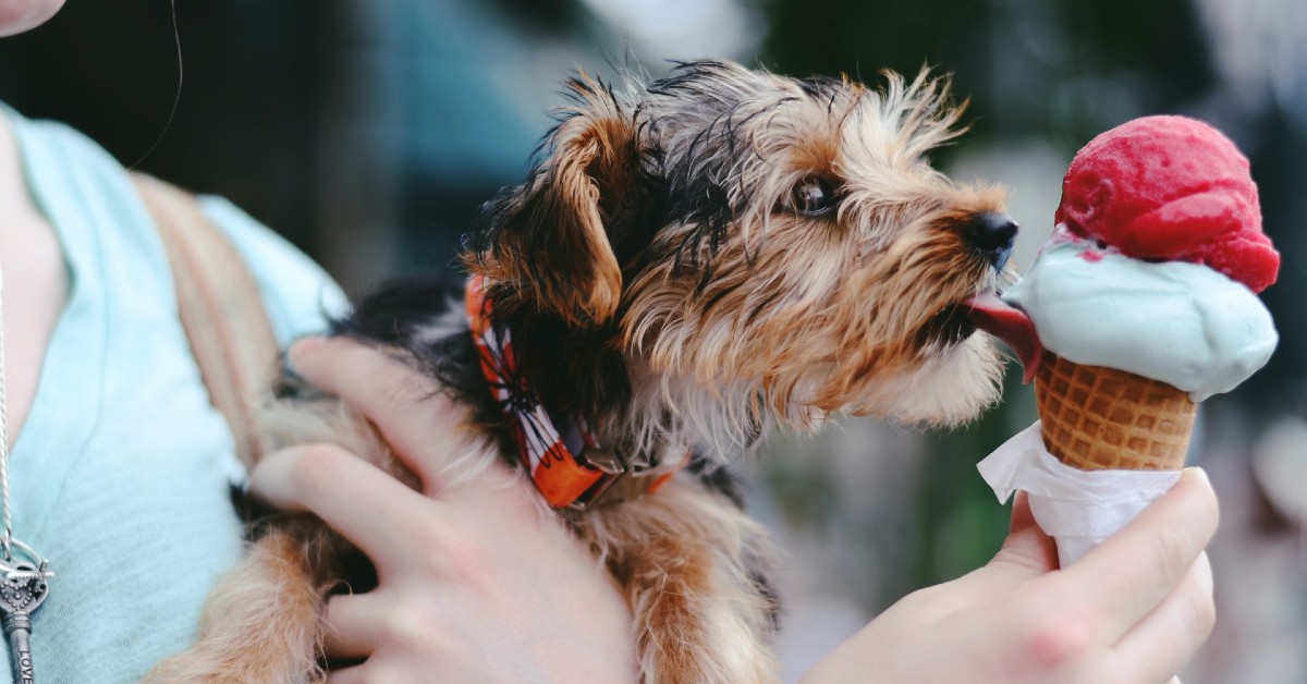 il cagnolino vuole più attenzioni