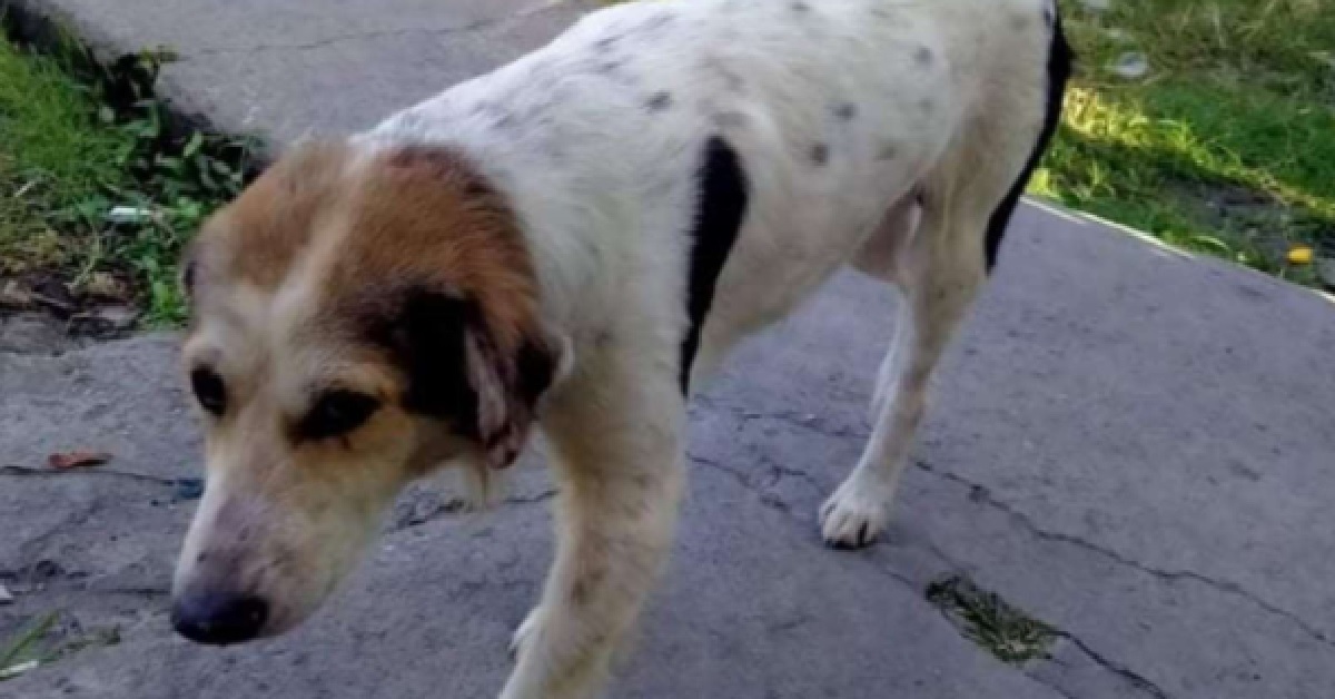 Coco, il cane scomparso per 3 mesi appare di nuovo (VIDEO)