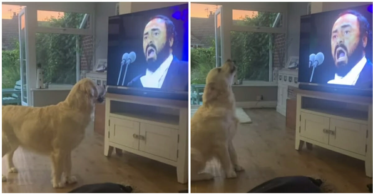 Hugo cane che canta con Pavarotti, due foto