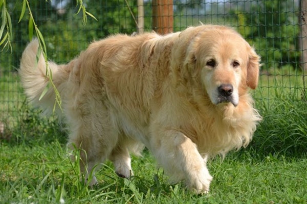 golden retriever con il pelo color miele