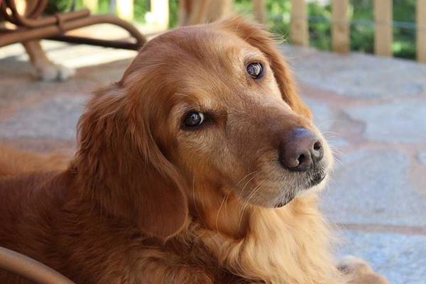 cane con lo sguardo molto dolce