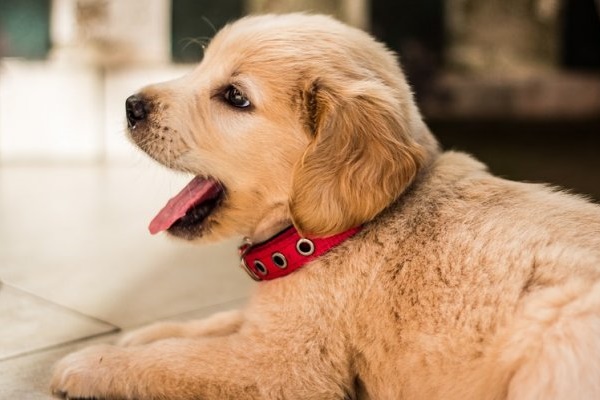 cucciolo di golden retriever con il collare rosso