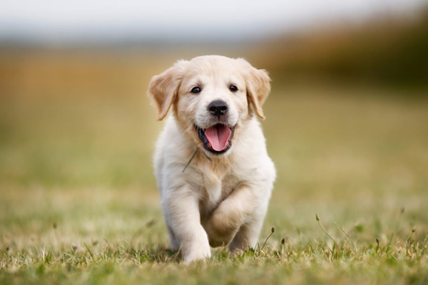 cucciolo di golden retriever che corre sul prato