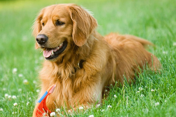 golden retriever gioca sul prato