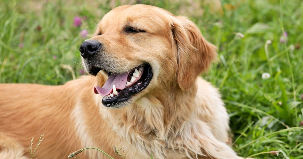 Come addestrare un Golden Retriever? Tutti i metodi, passo per passo