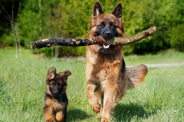 mamma con il suo cucciolo di pastore tedesco