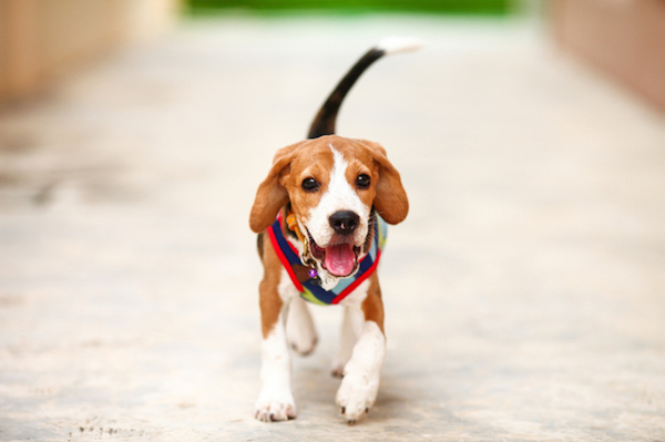 come capire se il cucciolo di cane è felice