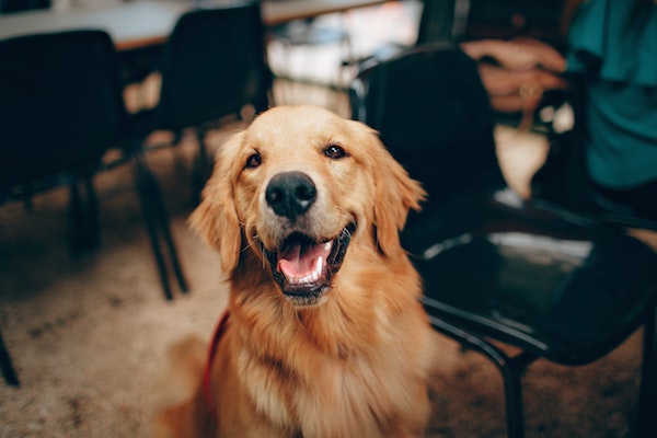 come capire se il cucciolo di cane è felice