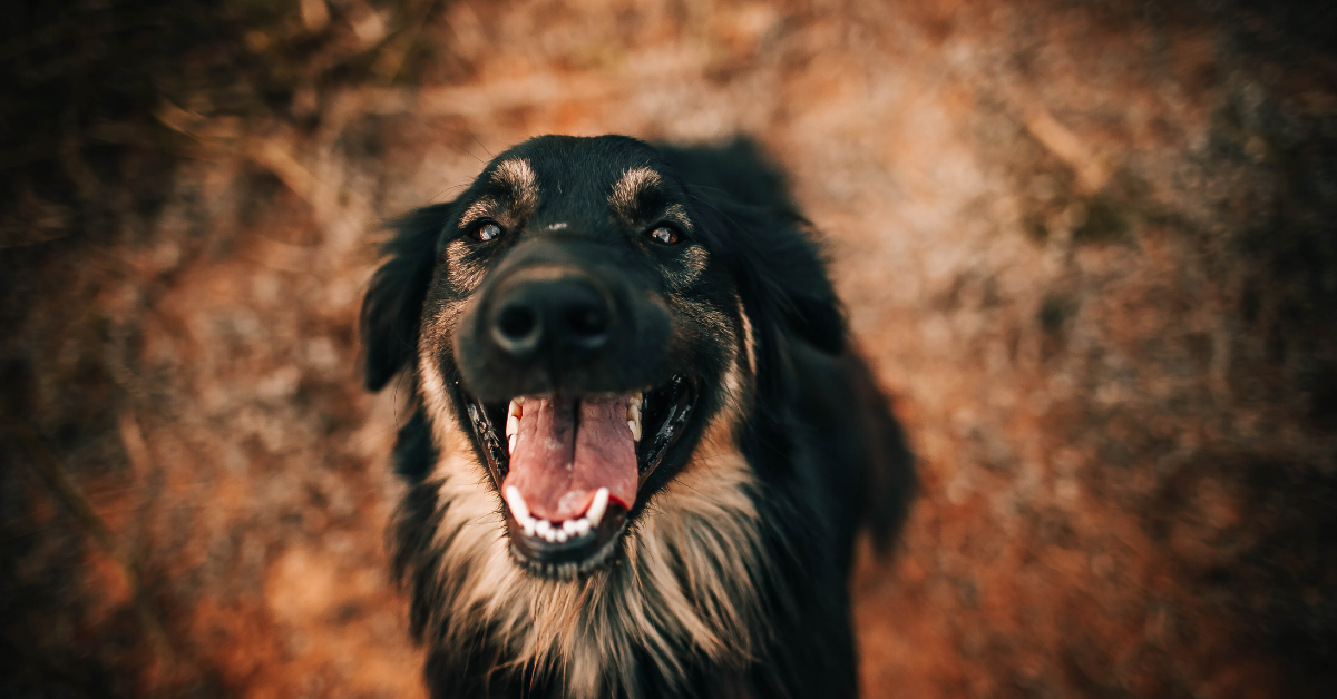 Il cucciolo di cane è felice? Ecco tutti i modi per capire se sta davvero bene