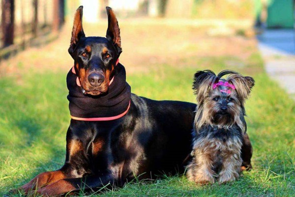 cane grande e cane piccolo