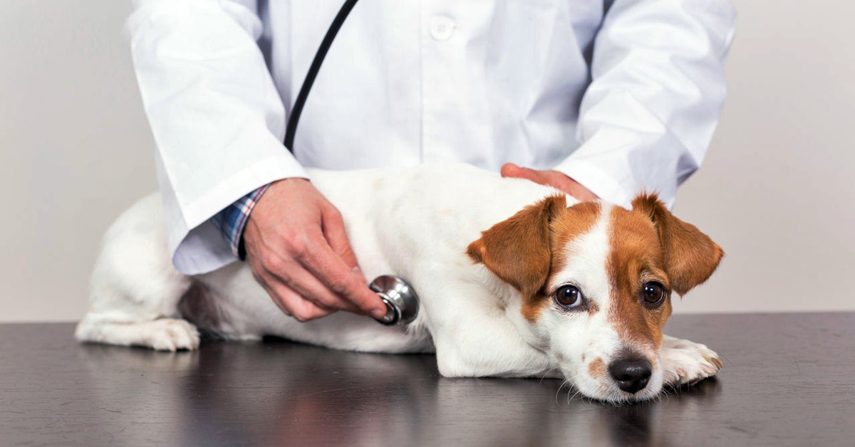 veterinario visita un cane piccolo