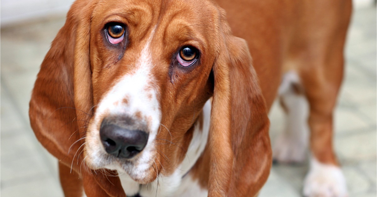 Corpi estranei nell’occhio del cane: come individuarli e che cosa bisogna fare