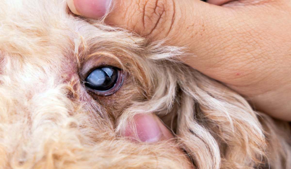 controllare gli occhi del cane