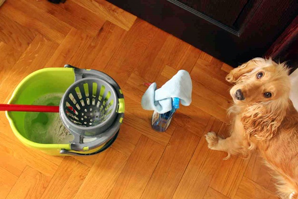 pulire il pavimento con il cane