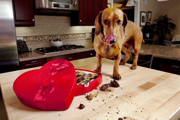 cane che mangia la cioccolata