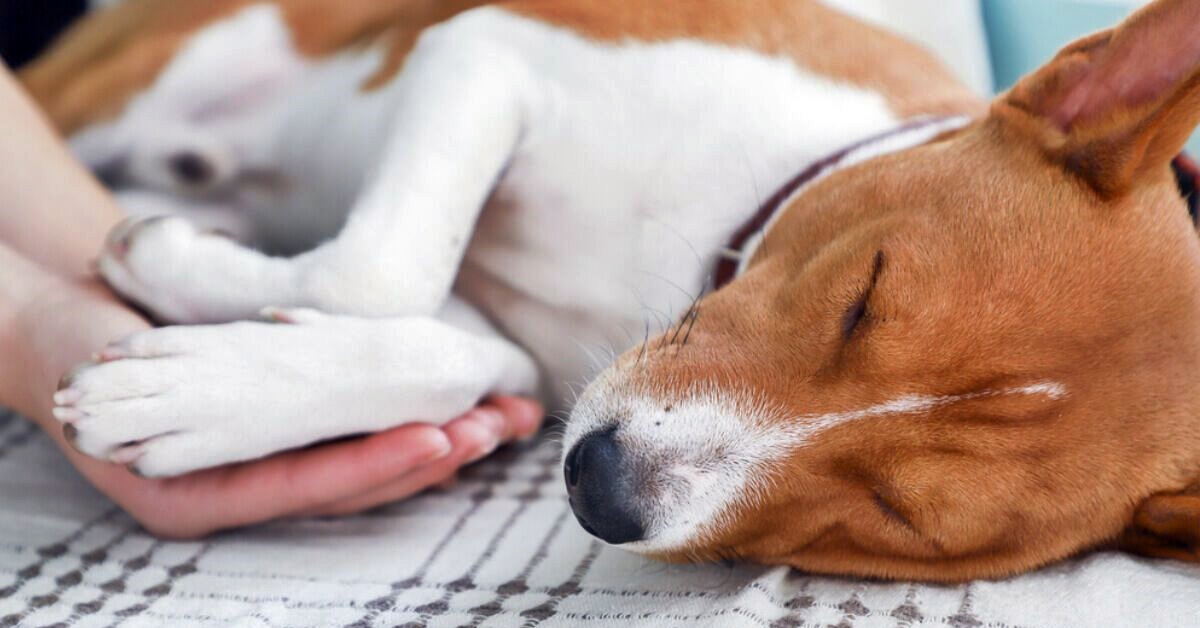 Cose che uccidono il cane: gesti, oggetti e tutto ciò che può essere letale per lui