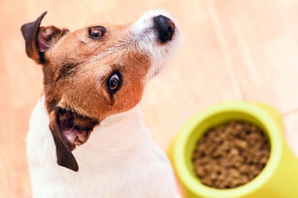 jack russell che mangia i croccantini