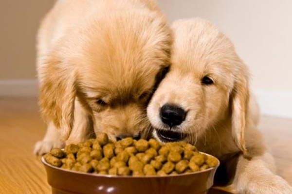 cuccioli che mangiano dalla ciotola
