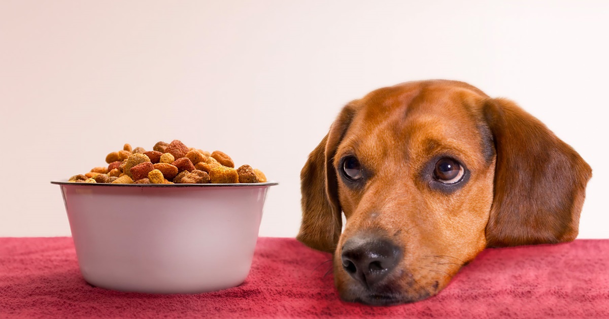 Croccantini scaduti al cane: perché è bene che Fido eviti di mangiarli