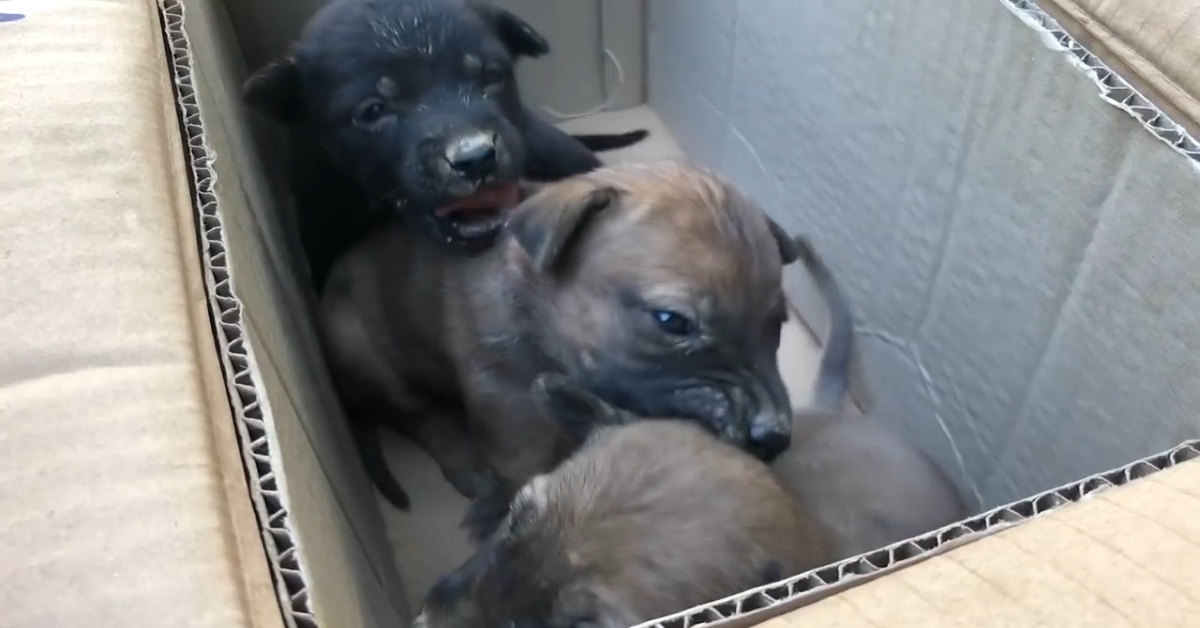 Tre cuccioli abbandonati in una scatola sono stati salvati (VIDEO)