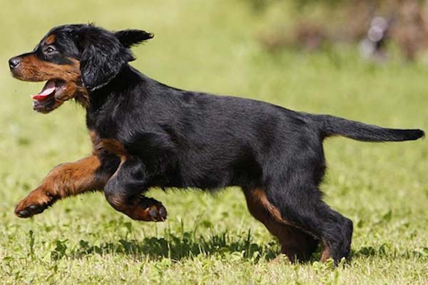 cuccioli di Setter Scozzese salute