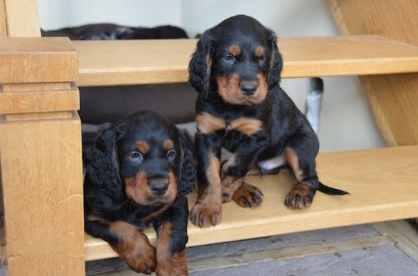 cuccioli di Setter Scozzese salute