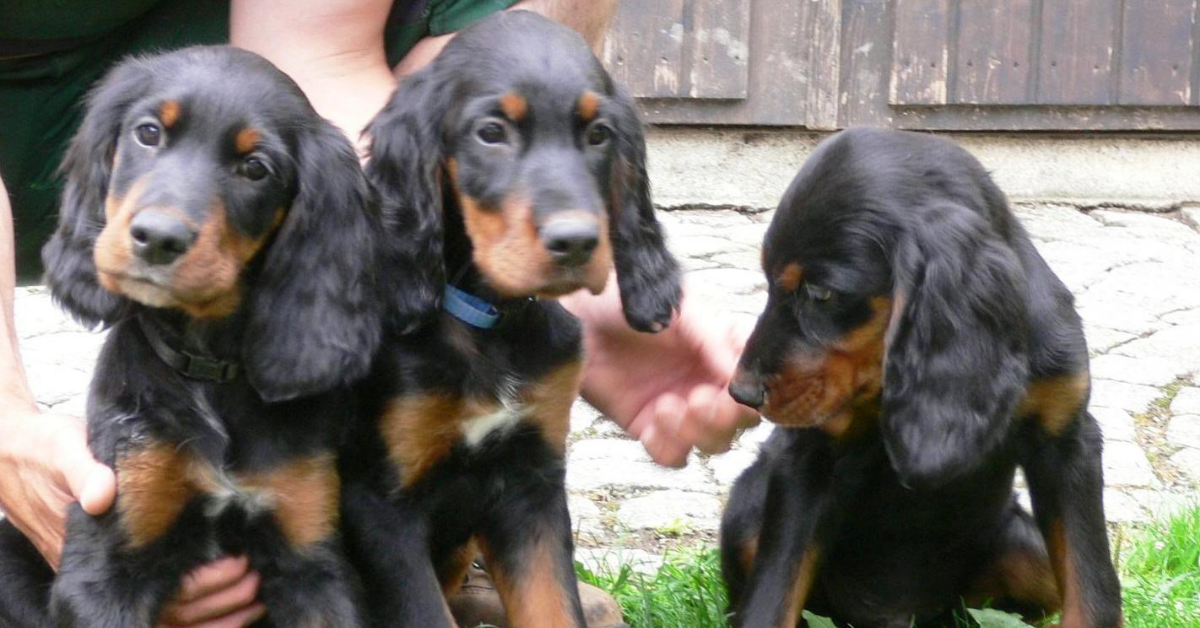 Cucciolo di Setter Scozzese, salute e malattie: cosa sapere e come prevenire