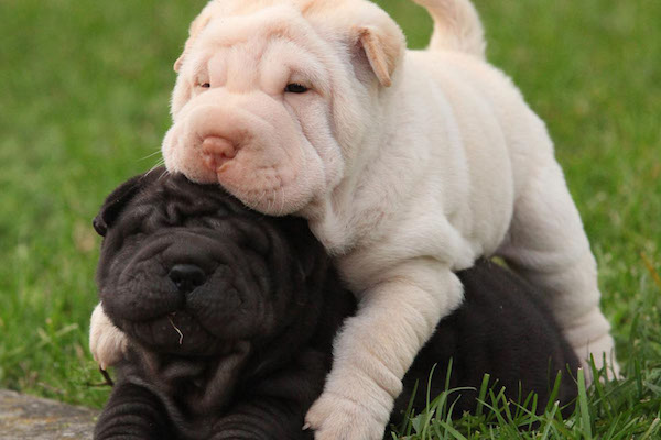 cuccioli di Shar Pei