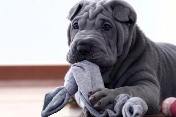 cuccioli di Shar Pei