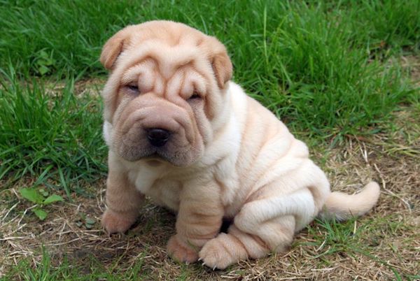 cuccioli di Shar Pei