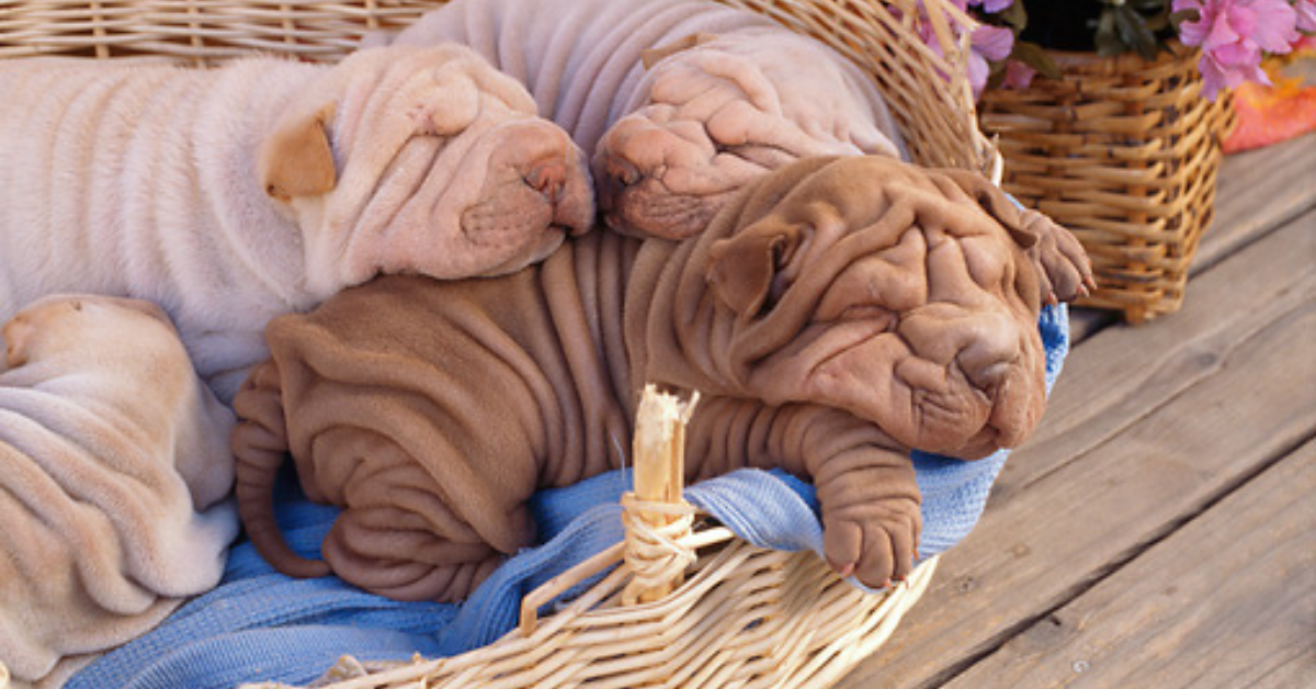 Cuccioli di Shar Pei: dal carattere all’allevamento, ecco cosa sapere