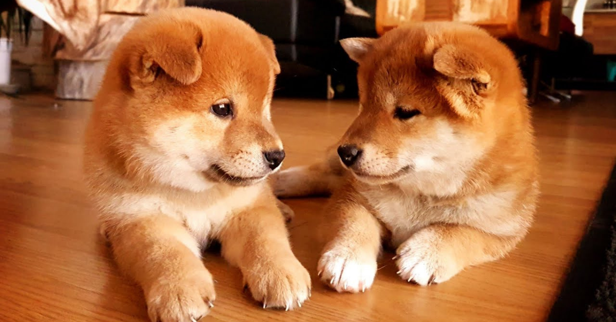 Cuccioli di Shiba Inu: dal carattere all’allevamento, ecco cosa sapere