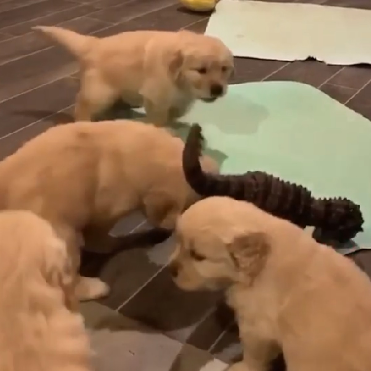 Cuccioli Di Golden Retriever Alle Prese Con Un T Rex Giocattolo