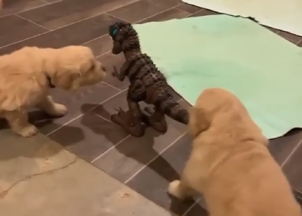 cuccioli golden contro t-rex video popolare