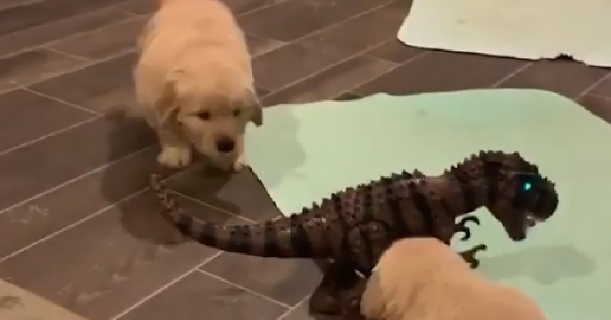 Cuccioli di Golden Retriever giocano con un T-Rex in miniatura (VIDEO)