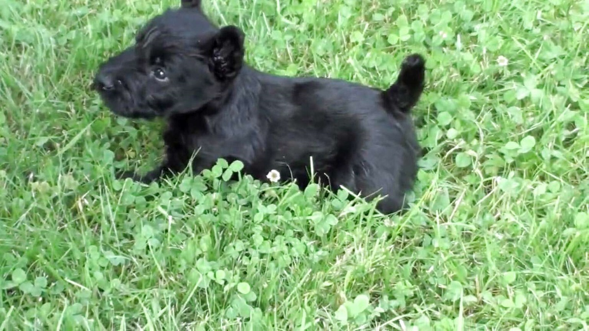 cucciolo di scottish terrier su un prato