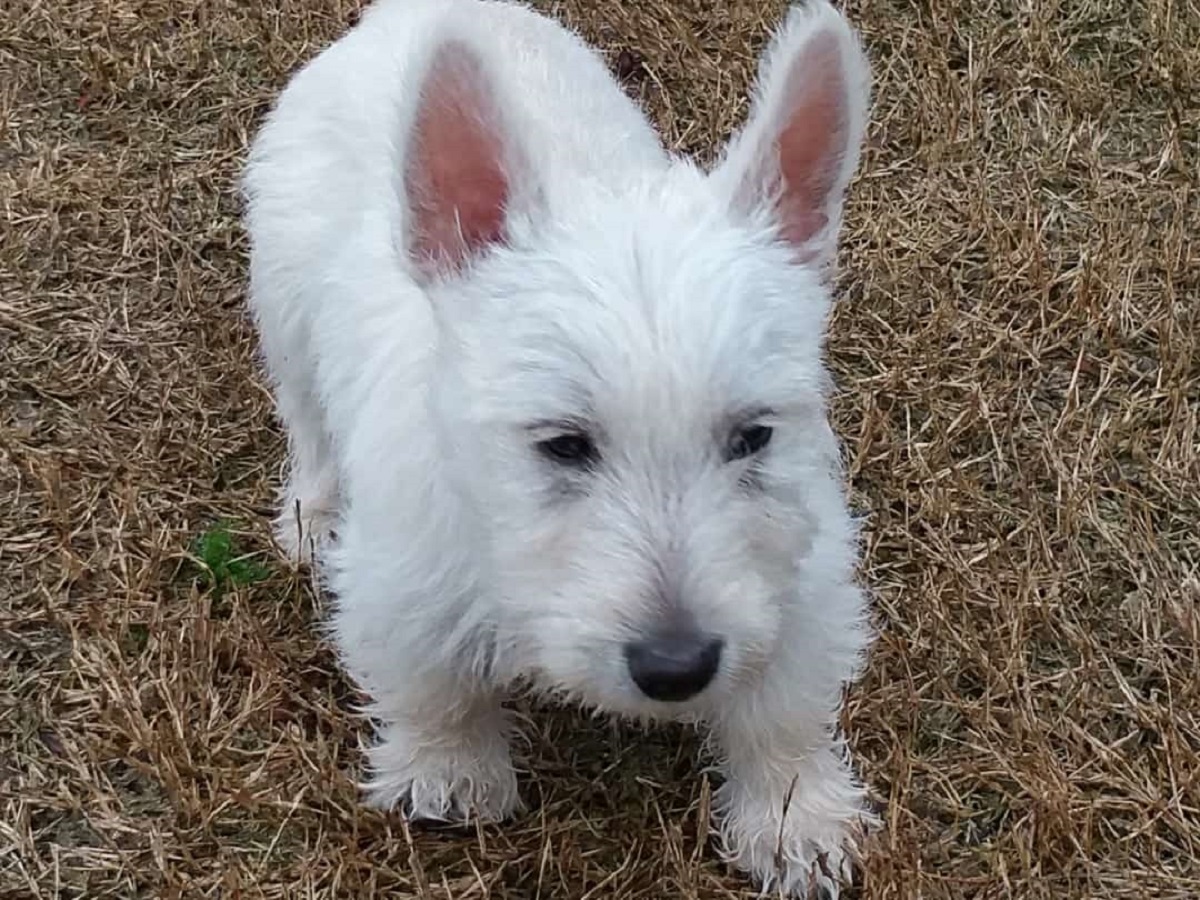 cane dal pelo biancastro