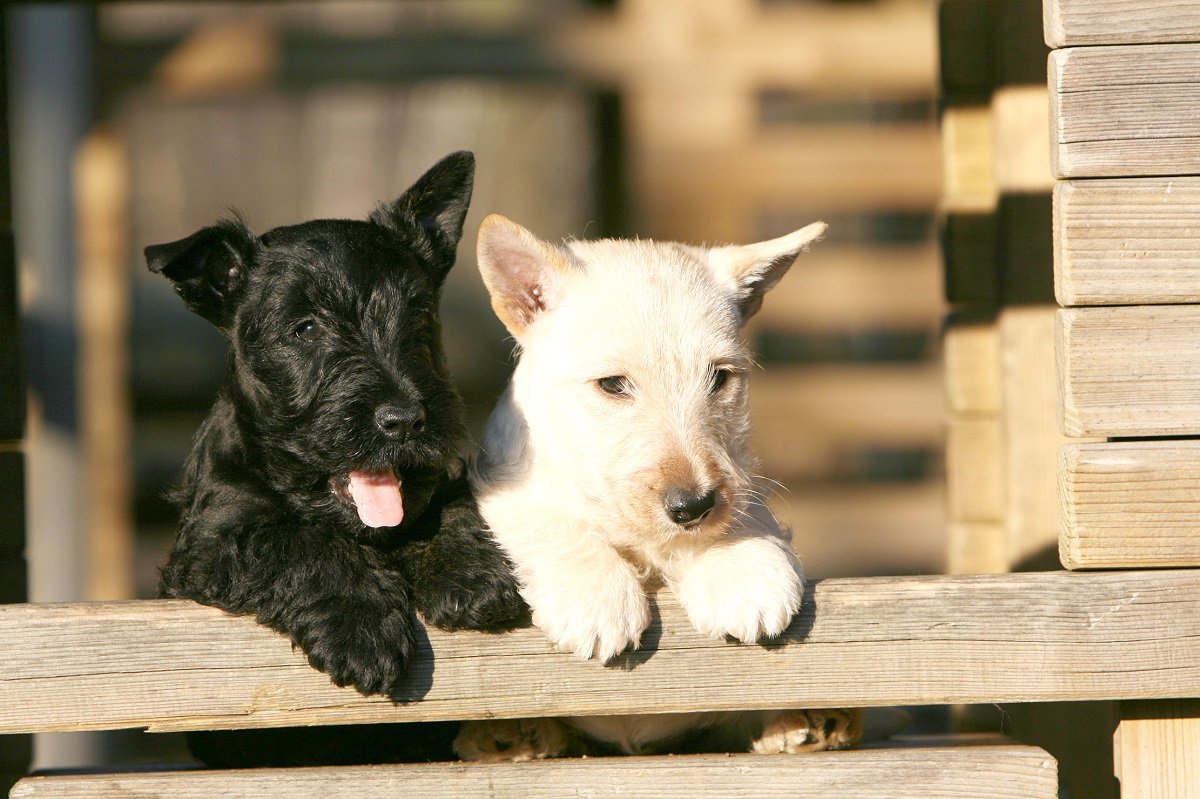 Cuccioli di Scottish Terrier: carattere, indole e cosa bisogna sapere su di loro