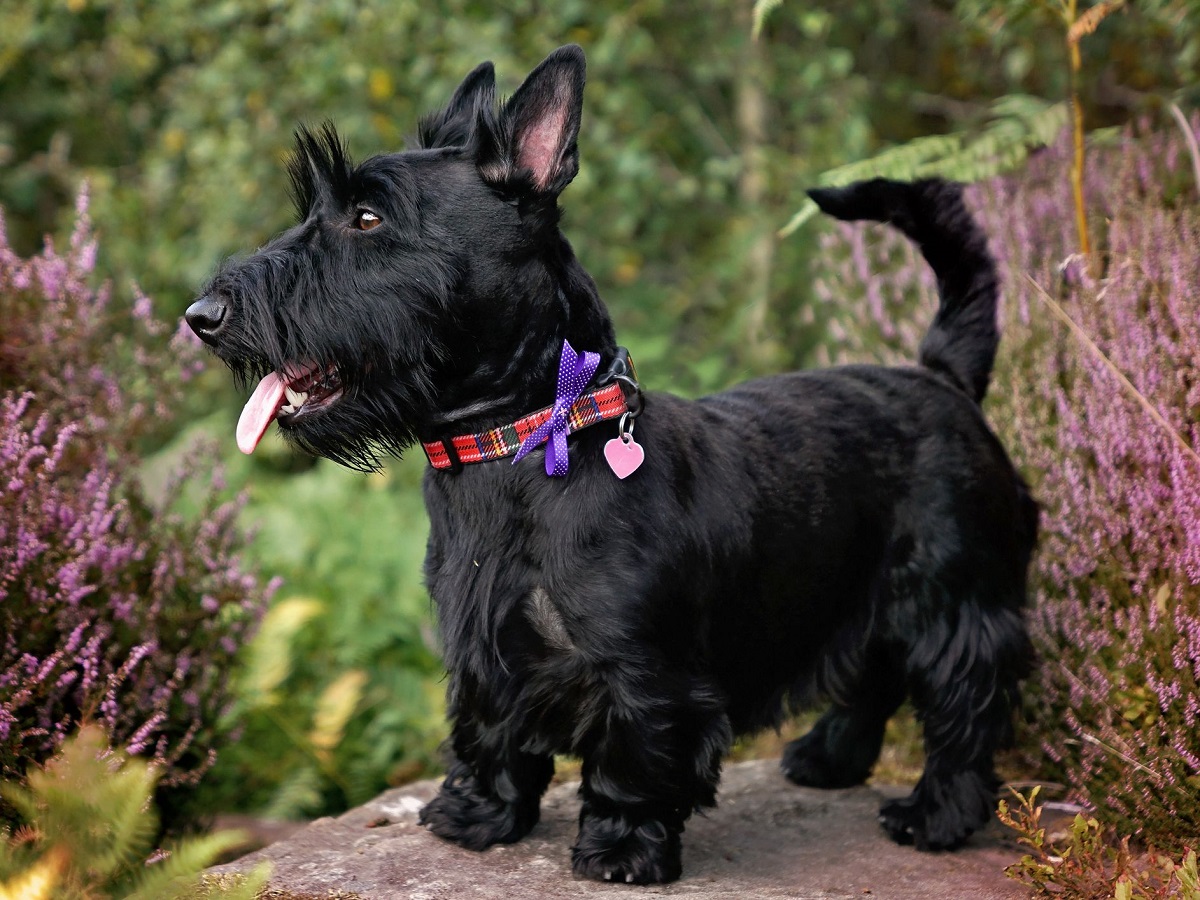 scottish terrier nero