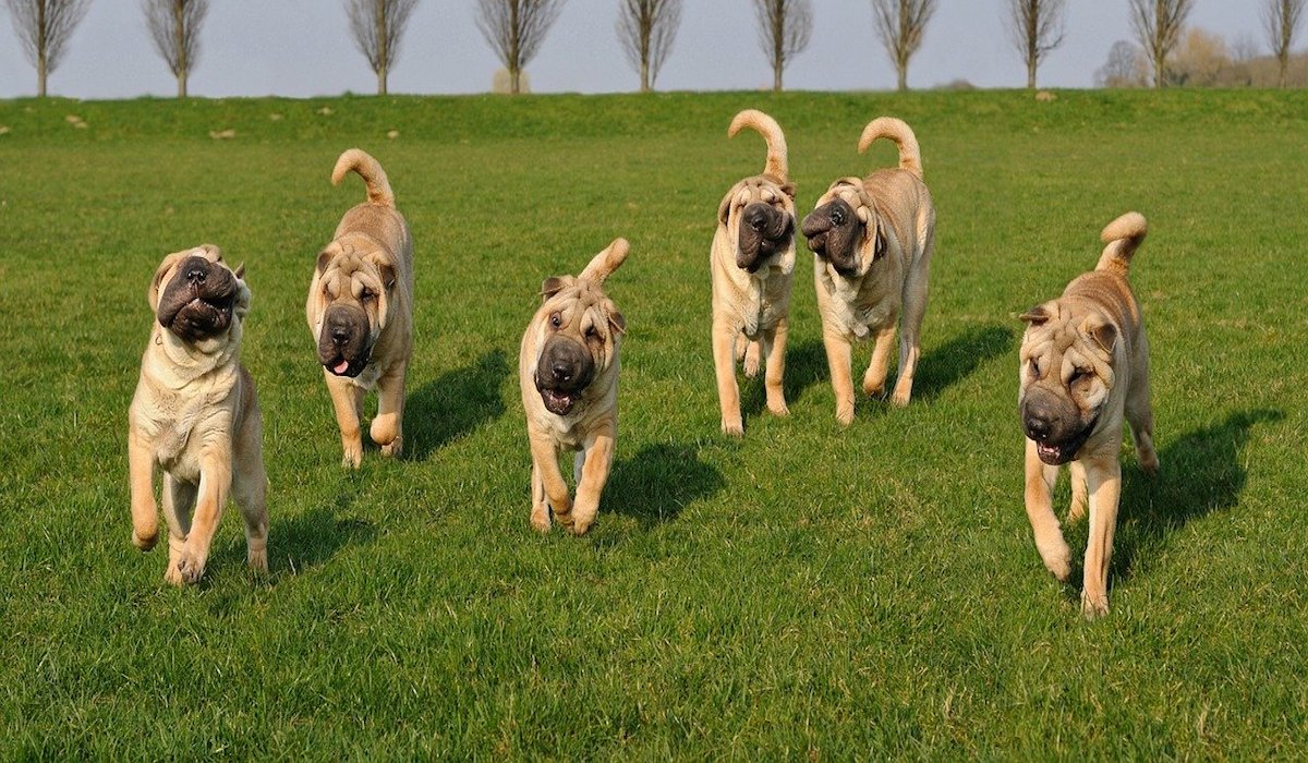 sharpei insieme