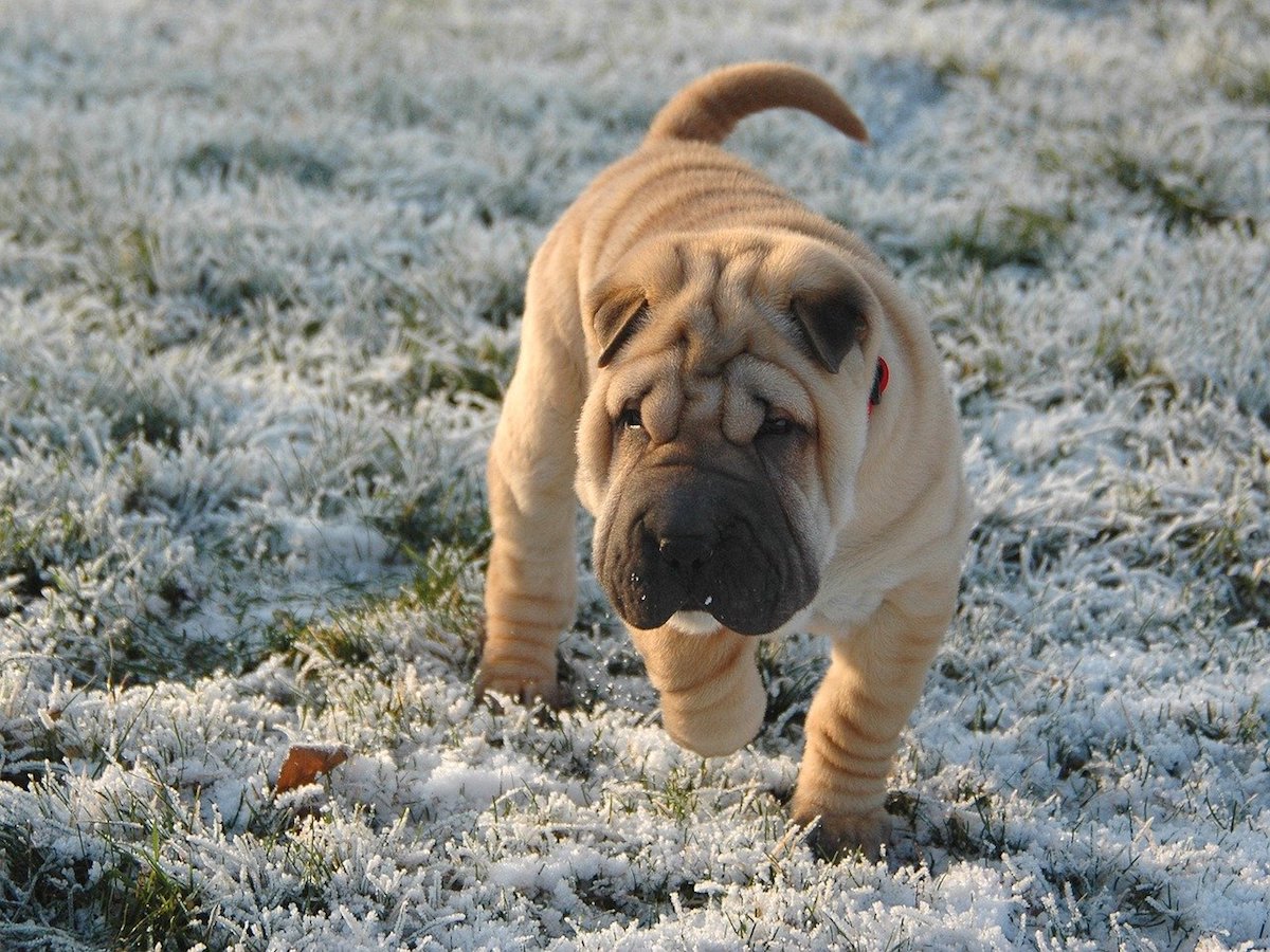 sharpei gironzola