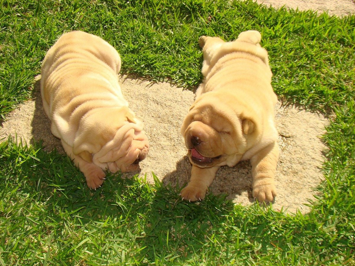 shar pei giocano