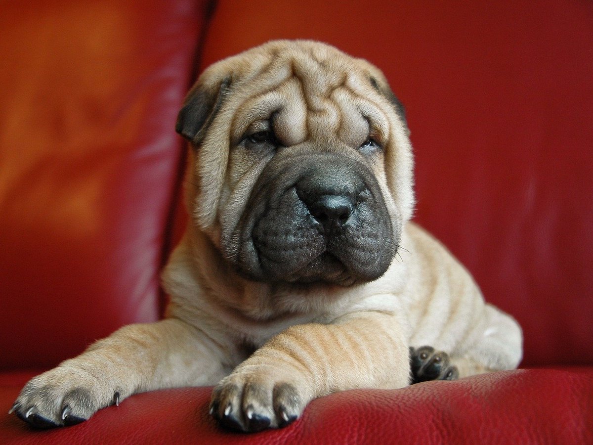 shar pei elegante