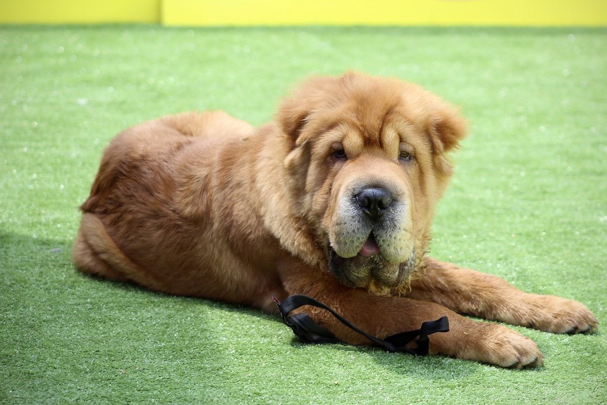 cucciolo di shar pei simpatico