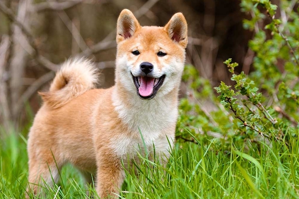 cuccioli di shiba inu