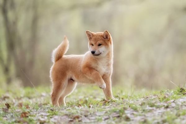 cuccioli di shiba inu