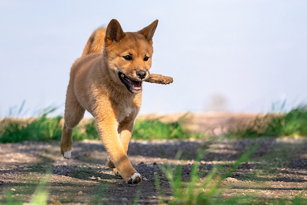 cuccioli di shiba inu