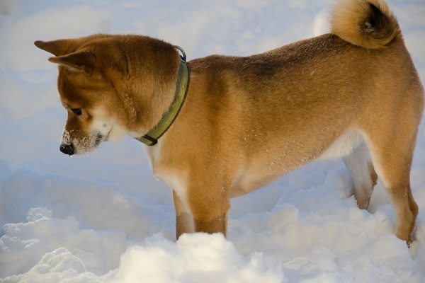 cucciolo di shiba inu