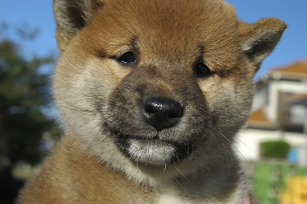 cucciolo di shiba inu