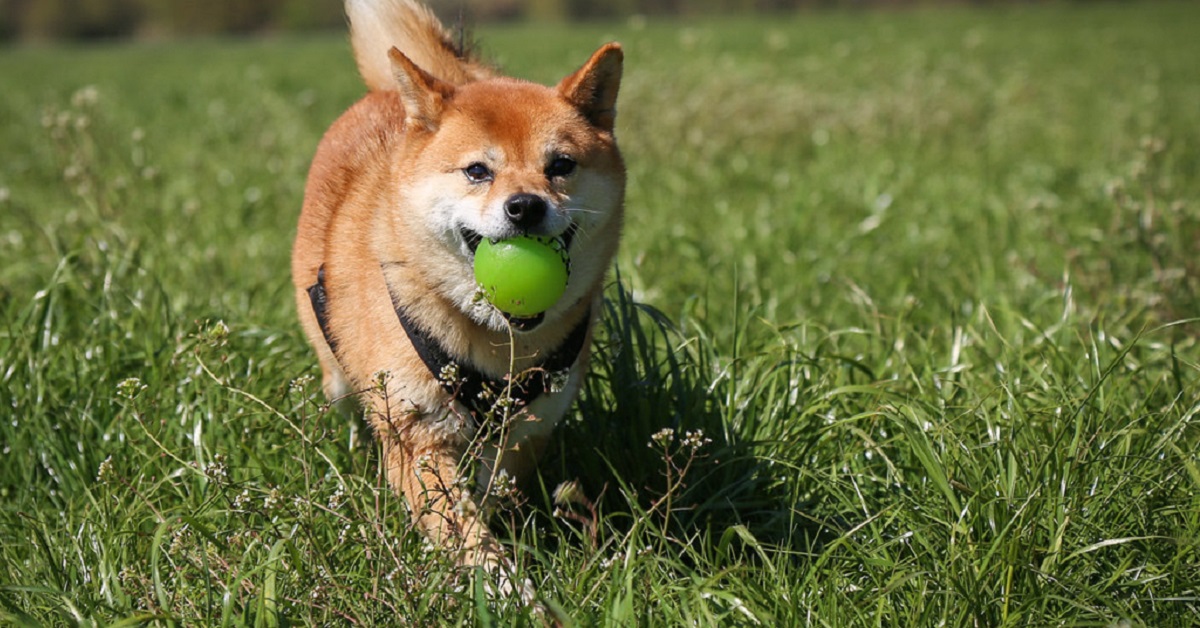 Cuccioli di Shiba Inu, come sceglierli: tutti i consigli e le dritte più utili